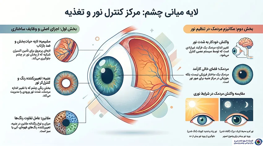 لایه میانی چشم (لایه تنظیم نور و رنگ)