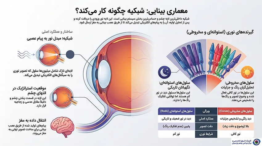 لایه داخلی چشم (دریافت تصویر)