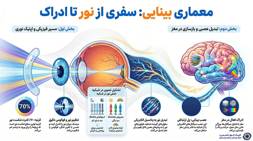 فرآیند بینایی؛ ما چگونه میبینیم؟