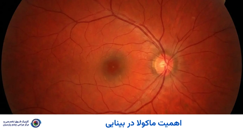 اهمیت ماکولا در بینایی